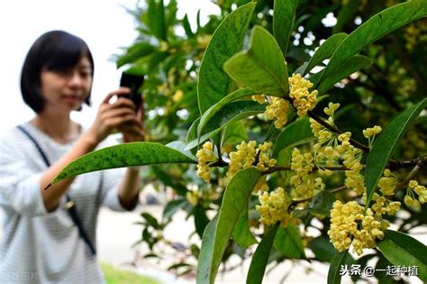 門前種桂花|門前種桂花樹的風水：如何利用植物的能量來提升家居運勢【門前。